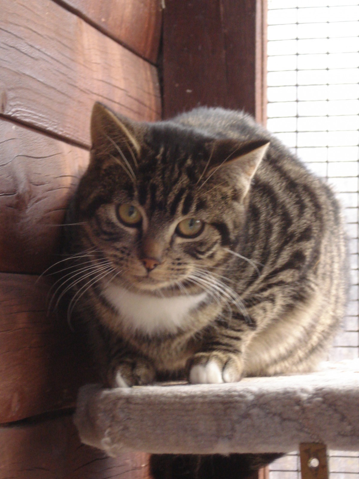 Ein Vorweihnachtsmärchen…aber wahr! Tierschutzverein Harlingerland e.V.