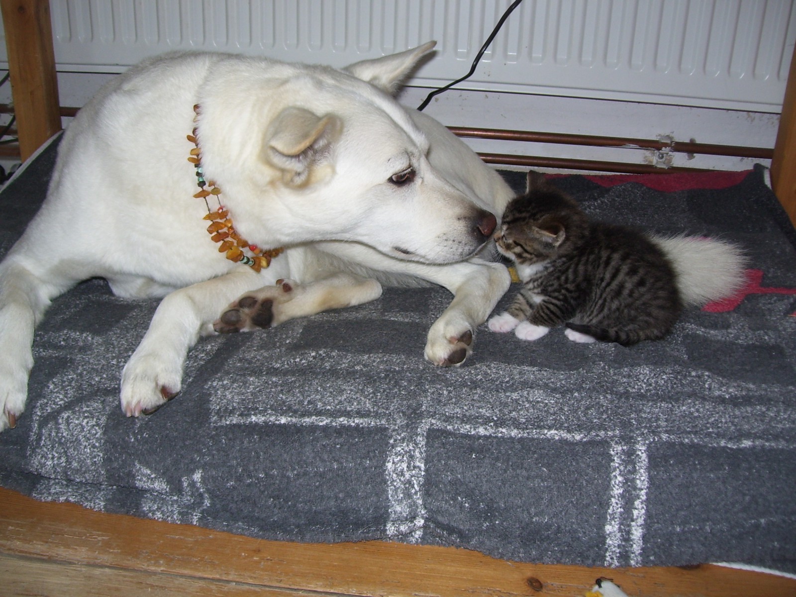 100_2431 Tierschutzverein Harlingerland e.V.