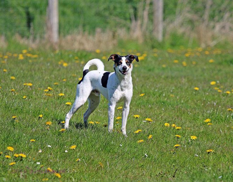 pacorieke3 Tierschutzverein Harlingerland e.V.