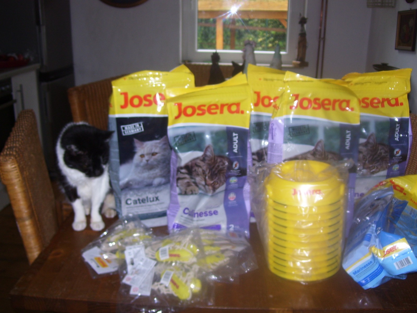 tierheim jever hunde