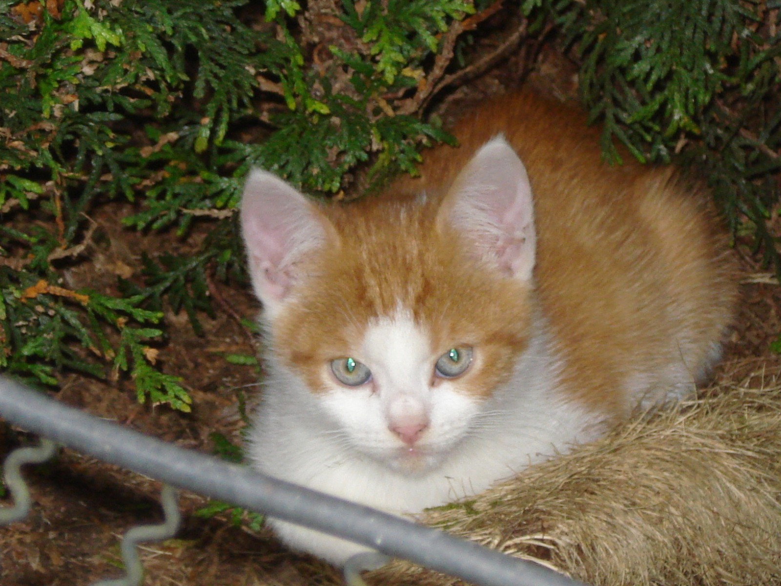 Fundkatzen in Wittmund! Tierschutzverein Harlingerland e.V.