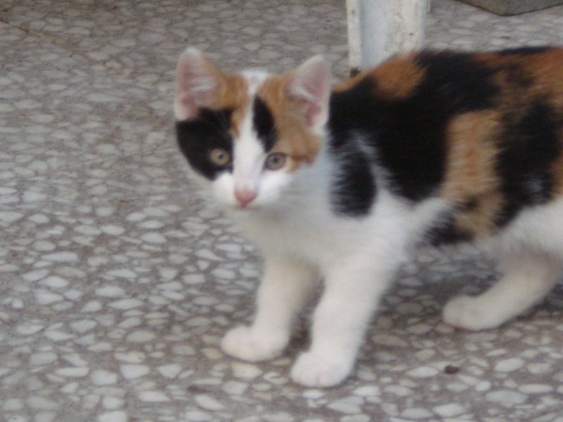 Fundkatzen in Wittmund! Tierschutzverein Harlingerland e.V.