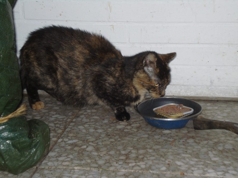 Fundkatzen in Wittmund! Tierschutzverein Harlingerland e.V.