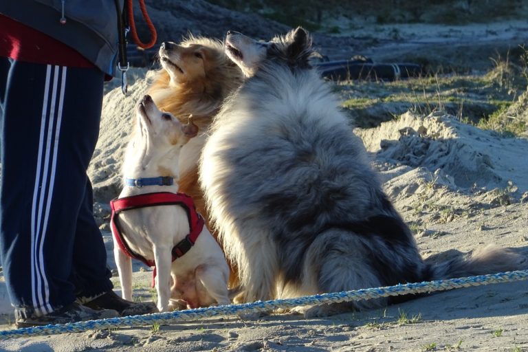 DSC04916 Tierschutzverein Harlingerland e.V.