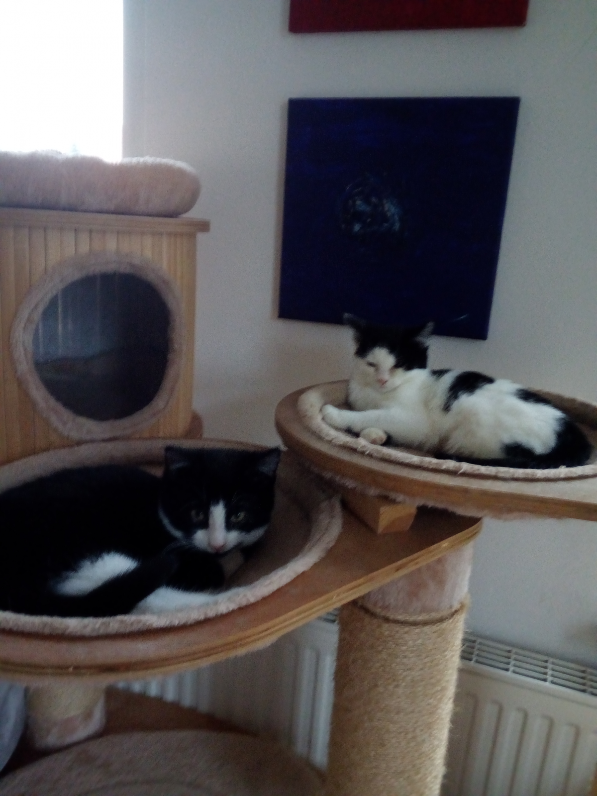 Winnie und Wanja… Samtpfoten zum Verlieben…sie haben es geschafft