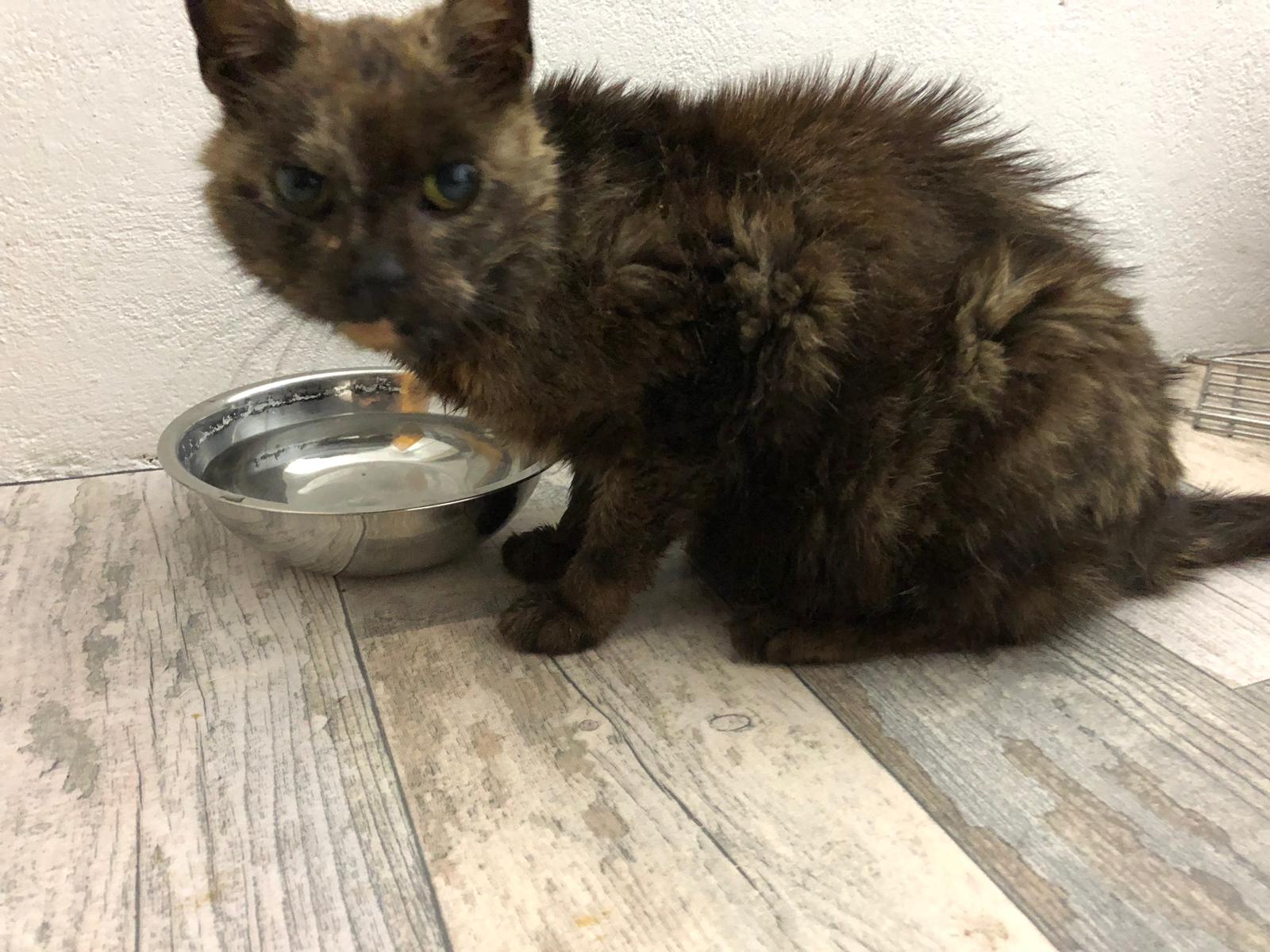 Fundkatze in Wittmund/ArdorfHohebarg Tierschutzverein Harlingerland e.V.