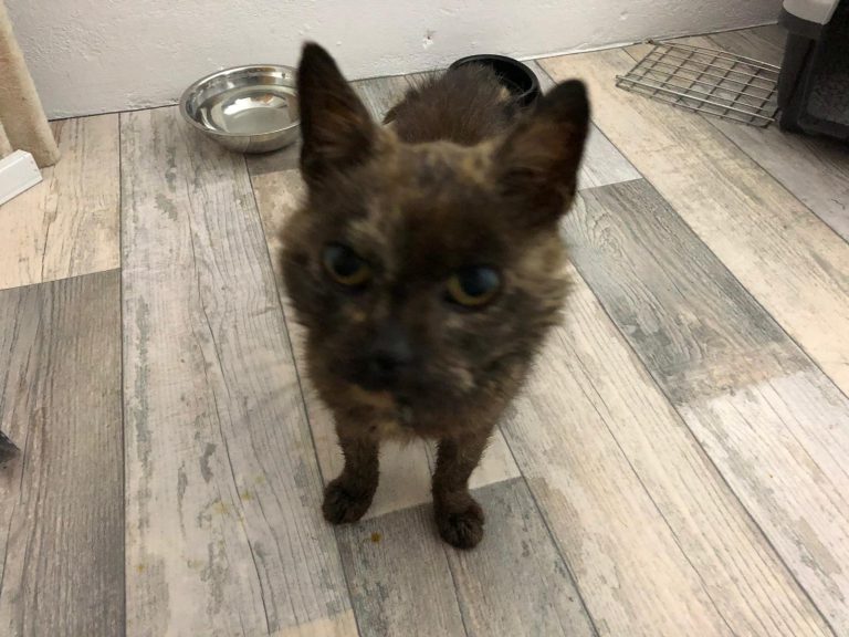 Fundkatze in Wittmund/ArdorfHohebarg Tierschutzverein Harlingerland e.V.