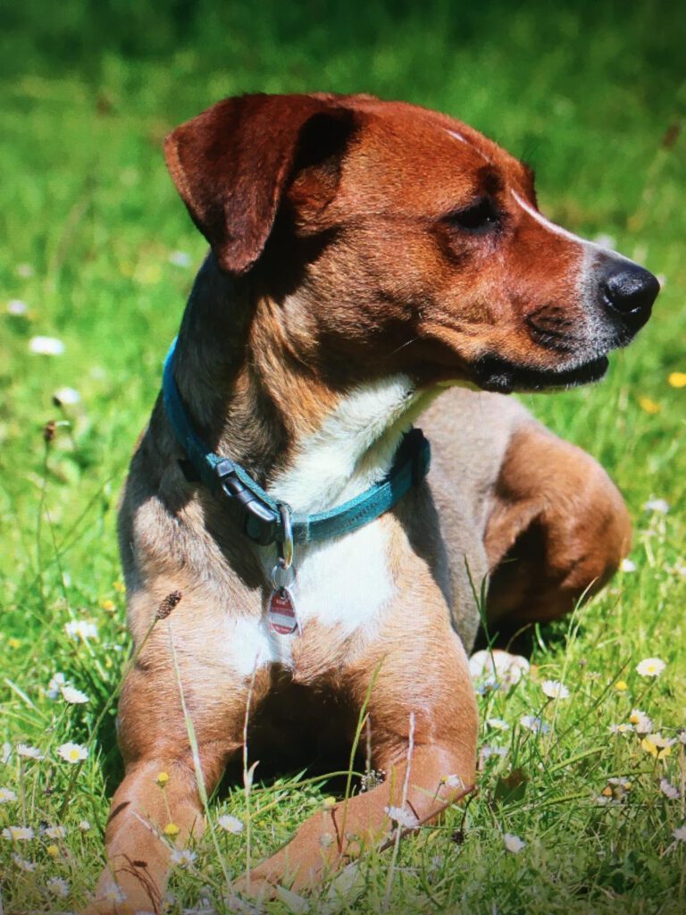 taira1 Tierschutzverein Harlingerland e.V.