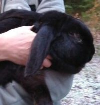 Kaninchen aus dem  Wittmunder Wald ist untergebracht