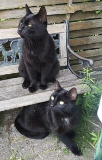 Kalle und Charley, zwei zutrauliche  Hofkatzen suchen neuen Wirkungskreis