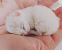 Das erste Kitten