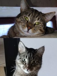 „Paul & Keno“ : besondere Katzen suchen besondere Menschen