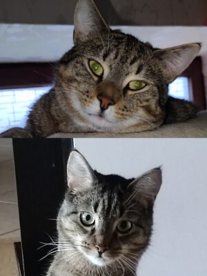 „Paul & Keno“ : besondere Katzen haben besondere Menschen