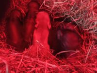 Minischweine suchen dringend ein Zuhause