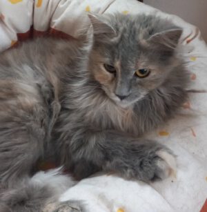 Suri und Sana, zwei zauberhafte Maine Coons,  haben ihre Menschen