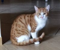 „Lio“ – Angstkatze sucht ein Zuhause mit mutigen Katzenfreunden