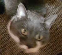 Kater Kali braucht dringend Hilfe