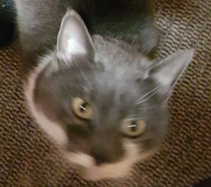 Kater Kali braucht dringend Hilfe