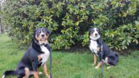 Frippe hat ein neues Zuhause