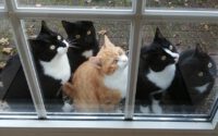 Fröhliche Räuberbande sucht aufregendes Tätigkeitsfeld
