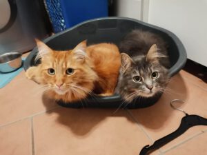 Der rote Maine Coon Spencer wird vermisst!