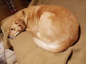 Maggie sucht dringend ein neues Zuhause