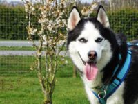 Ice sucht ein Zuhause