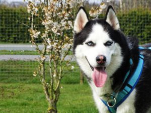 Ice sucht ein Zuhause