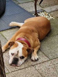Emma sucht ein Zuhause