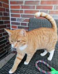 Kater Hanno wird in Esens vermisst