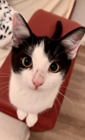 Süsser Fratz sucht ein neues Zuhause