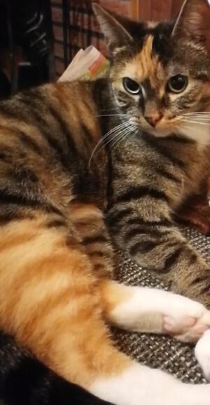 Katze Lilly wird in Ardorf vermisst