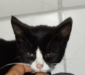 Kleine Fundkatze in Neuharlingersiel