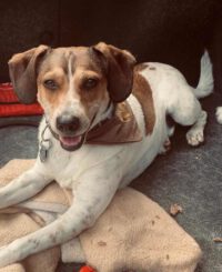 Lennox sucht ein Zuhause