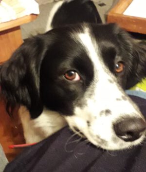 Emma, ein Münsterländer-Mix sucht neues Zuhause