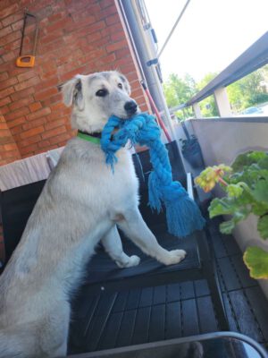 Laika braucht Hilfe