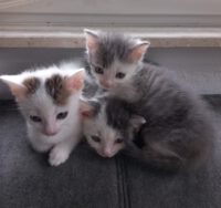 Katzenwinzlinge in Buttforde haben ein neues Zuhause